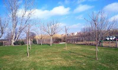 A l'àrea de les piscines de Balàfia també s'han incorporat nous exemplars.