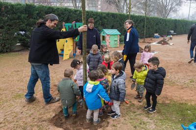 Les 37 unitats que han quedat per plantar resten entestades en el viver municipal fins al pròxim hivern, la temporada més idònia per la seva plantació.