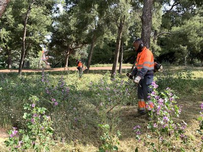 Les quantioses pluges han generat un creixement natural de la vegetació a Lleida. A la imatge, el Parc de Santa Cecília..