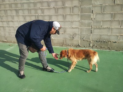 Projecte Guau. Intervenció amb animals per a la millora social i emocional de les persones sense llar, reconegut pel Banc de Bones Pràctiques.