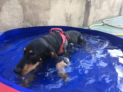 Els gossos es refresquen al Refugi dels Peluts durant l'època més calorosa de l'any.