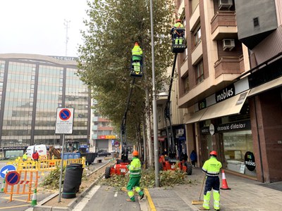 Treballs d'esporga, ahir al matí en arbres de la Rambla d'Aragó.