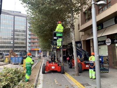 Treballs d'esporga, ahir al matí en arbres de la Rambla d'Aragó.