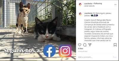 Primer post a Instagram del "Refugi dels Peluts".