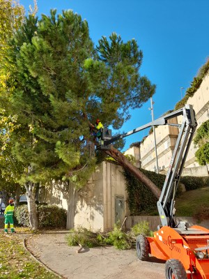 Al Parc Màrius Torres s'ha hagut d'intervenir en un pi amb una gran inclinació.