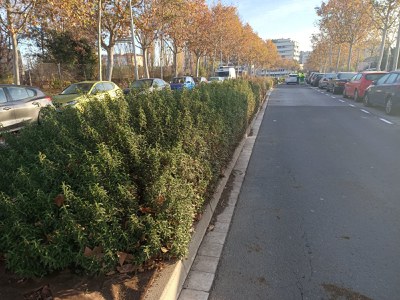 L'arbustiva de la mitjana del Passeig Onze de Setembre s'ha hagut de netejar i tallar.