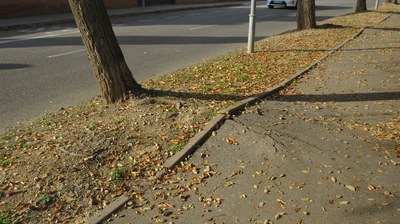 Les arrels dels arbres han danyat el paviment de la vorera.