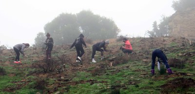 S'han plantat 60 alzines aquest matí.