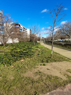 L’actuació als Jardins Jaume Magre pretén posar a punt l’espai perquè les plantes puguin créixer ordenadament quan arribi la primavera, ja que és un ….