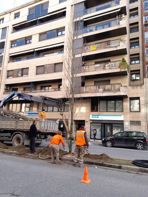 Tasques de plantació d'arbrat a l'avinguda de Madrid.