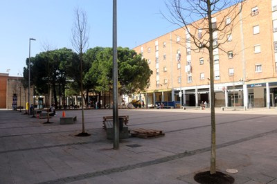 Imatge de la plaça amb tot l'arbrat renovat.