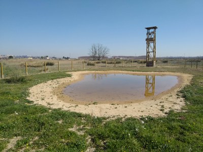 S'ha previst enllestir els treballs d’impermeabilització de la bassa per amfibis, construïda al costat de la Torre de Biodiversitat.