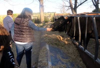 A la Granja Pifarré hi ha fins a 11 classes de vaques, cadascuna amb peculiaritats diferenciades.