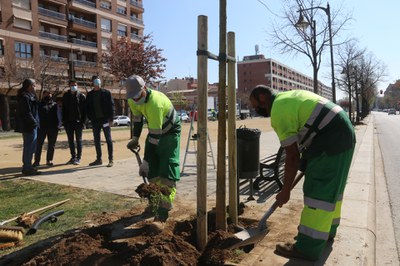 Operaris treballant aquest matí en la plantació dels nous arbres de gran port que s'ubicaran a la rambla..