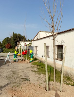 Es plantaran una trentena d'arbres a l'entorn del Refugi dels Peluts.