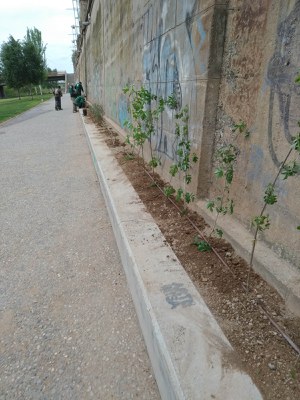 Imatge d'alguns dels arbustos que s'han plantat en aquest espai.