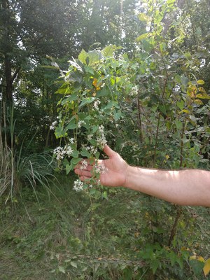 Recorregut guiat a La Mitjana per conèixer les plantes del bosc de ribera.