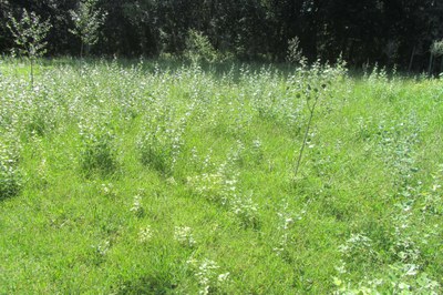 La prova que s'iniciat per gestionar de manera sostenible els prats de La Mitjana s'inclou en el projecte de millora de la biodiversitat de Lleida.