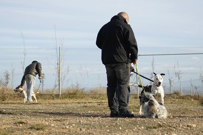 Participants en el projecte passejant els gossos.