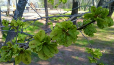 També s'ha diferenciat entre les flors que pol·linitzen els insectes i les que es fecunden pel vent.