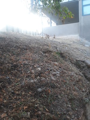 Vista del carrer Paer Rufes després del desbrossament.