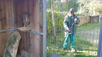 Un alumne de l’Escola Municipal de Jardineria realitza tasques de manteniment i millora dels espais verds al Centre de Recuperació de Fauna Salvatge ….