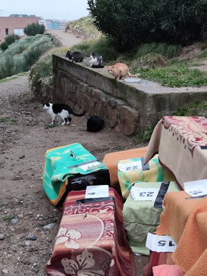 Gats i gàbies al Turó de la Seu Vella.