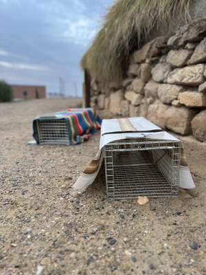 Gàbia trampa preparada per a la captura.