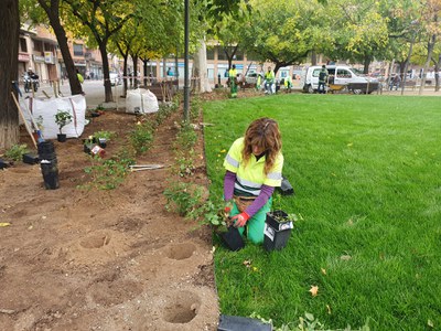 Tasques de plantació dels rosers a Pau Casals.