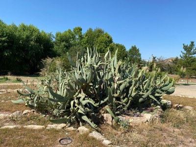 L'activitat “Plantes exòtiques i invasores” tindrà lloc a l'Arborètum diumenge.